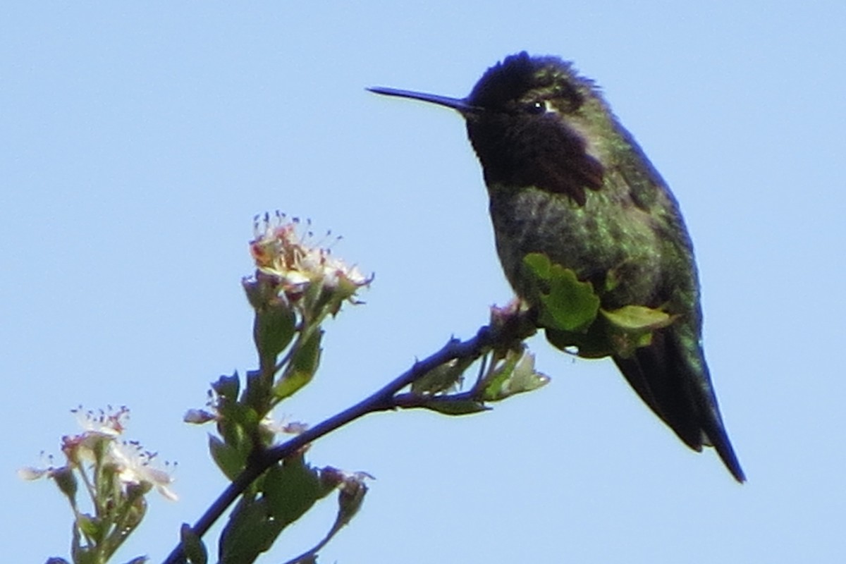 Anna's Hummingbird - ML619098327
