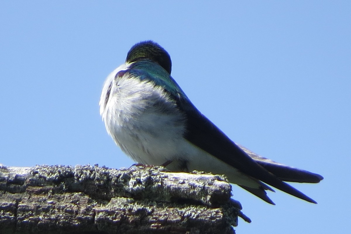 Violet-green Swallow - ML619098363