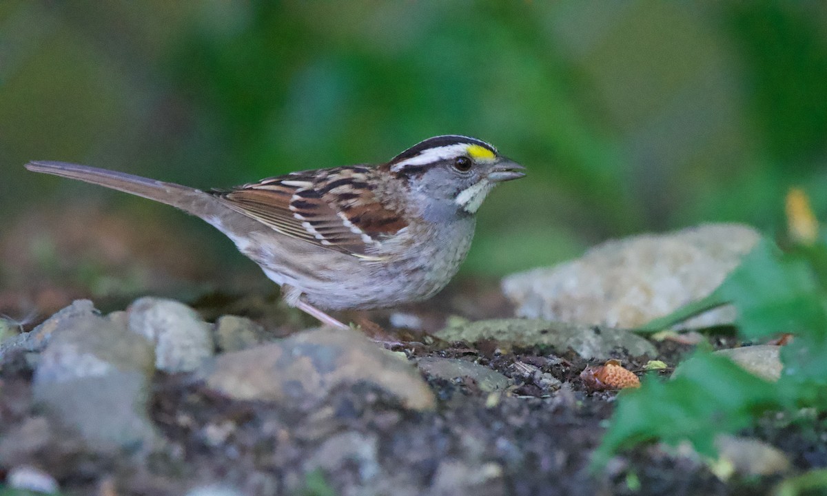 White-throated Sparrow - ML619098370