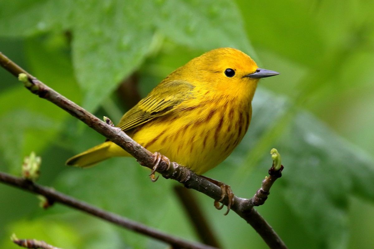 Yellow Warbler - John Manger