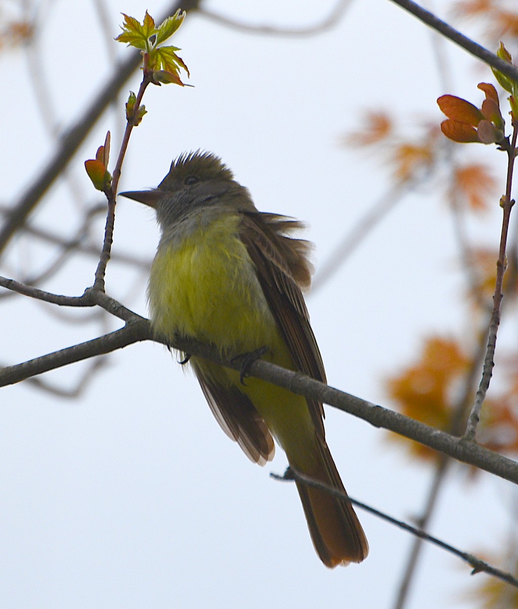 Great Crested Flycatcher - ML619098383
