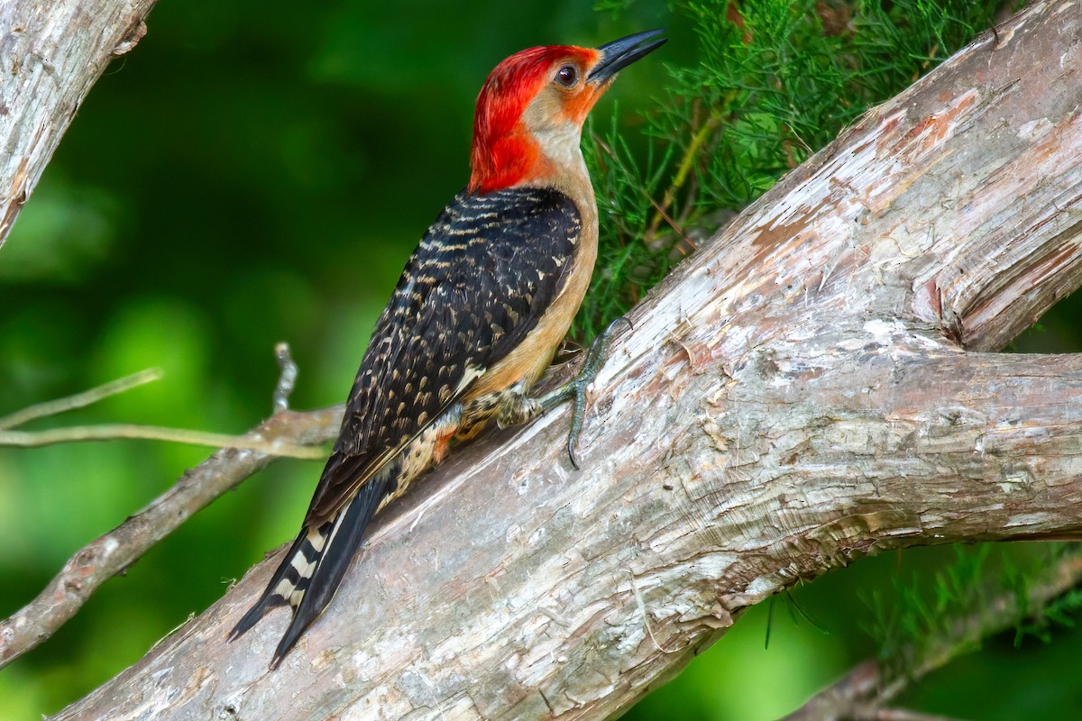 Red-bellied Woodpecker - ML619098394