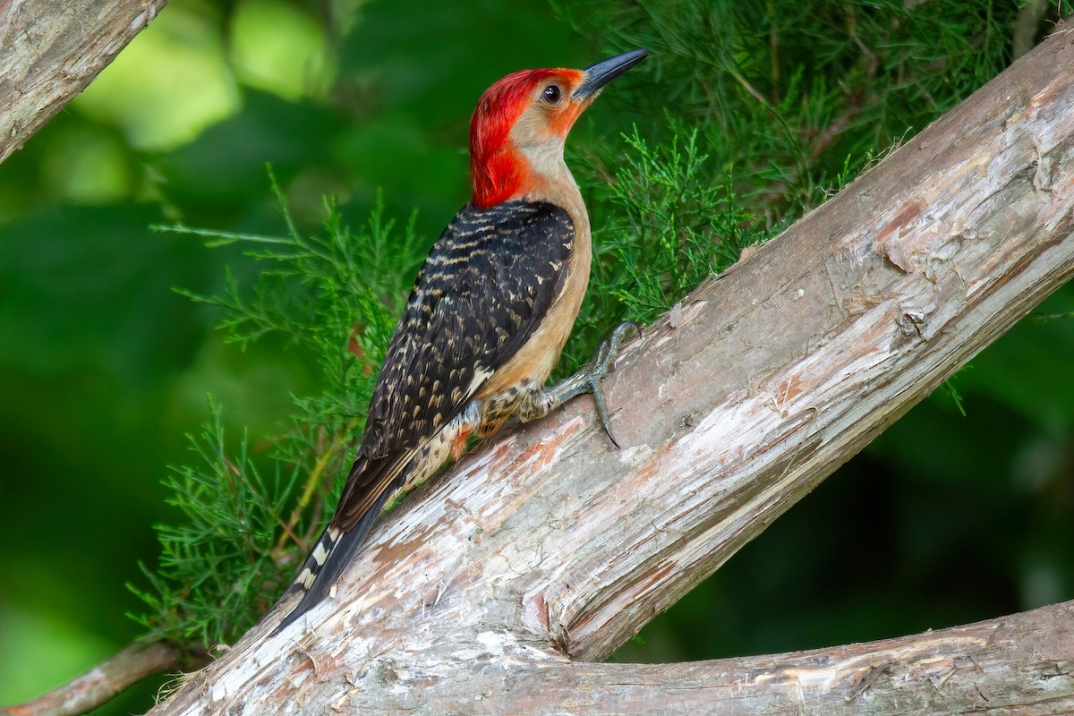 Red-bellied Woodpecker - ML619098395