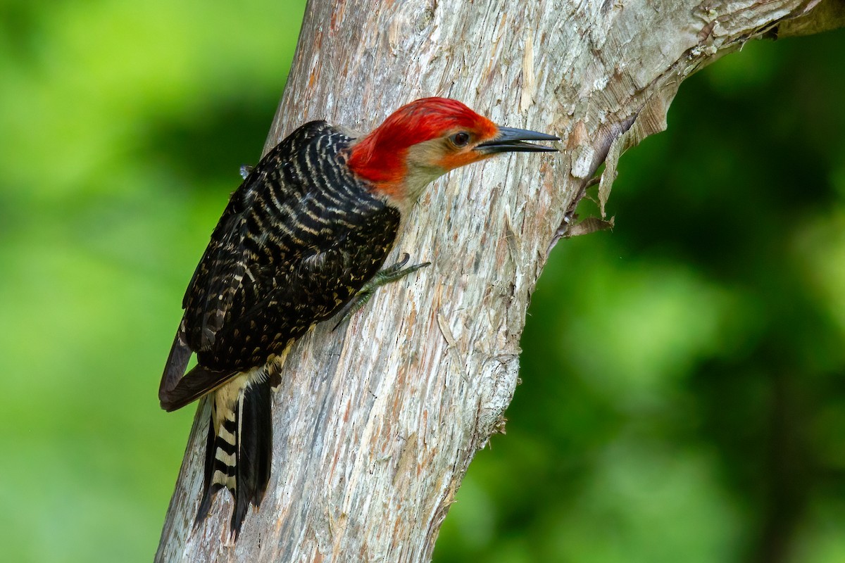 Red-bellied Woodpecker - ML619098396
