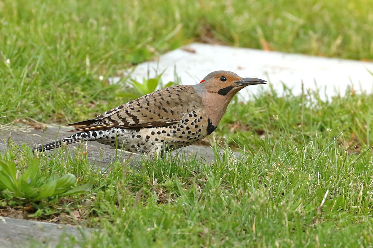 Northern Flicker (Yellow-shafted) - ML619098459