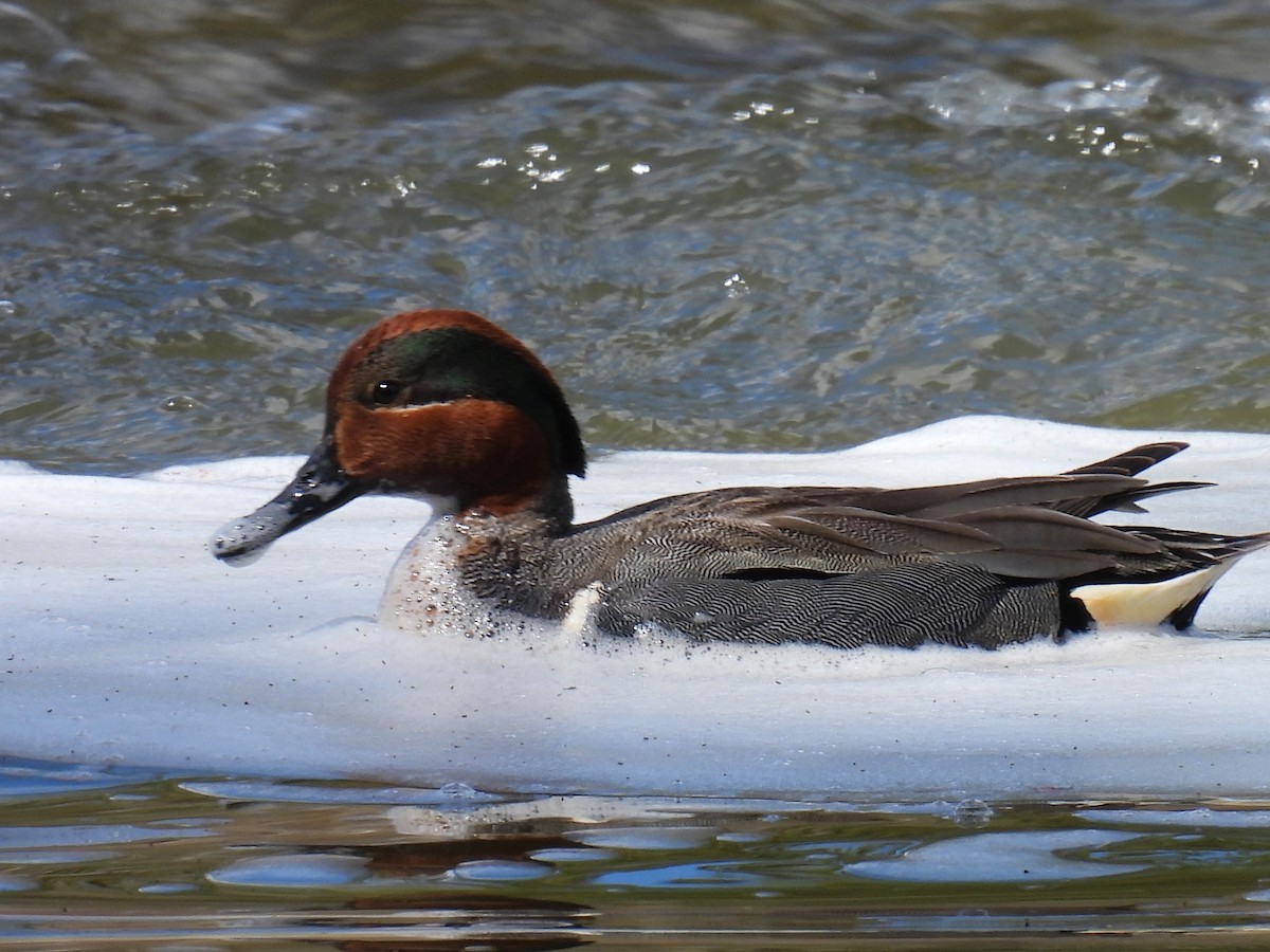 Green-winged Teal - ML619098482