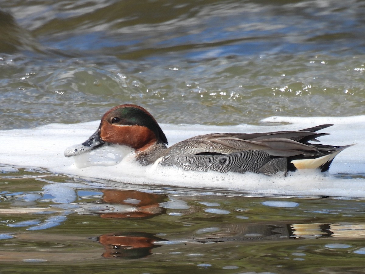 Green-winged Teal - ML619098483