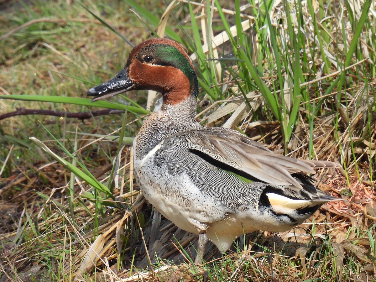 Green-winged Teal - ML619098485