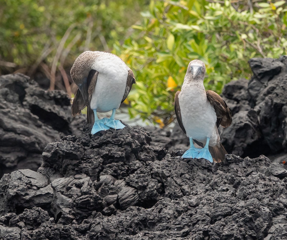 Blue-footed Booby - ML619098494