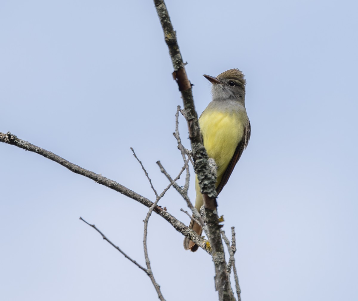 Great Crested Flycatcher - ML619098496