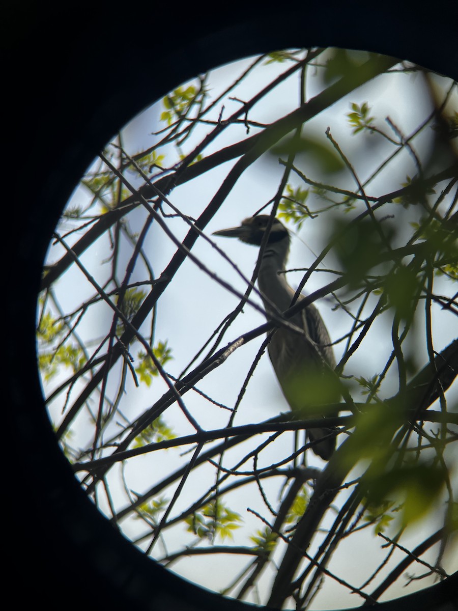 Yellow-crowned Night Heron - ML619098512