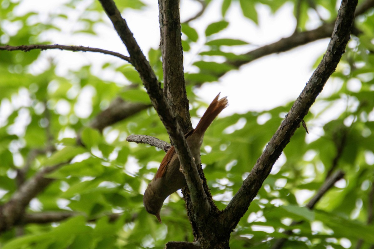 Crested Spinetail - ML619098563