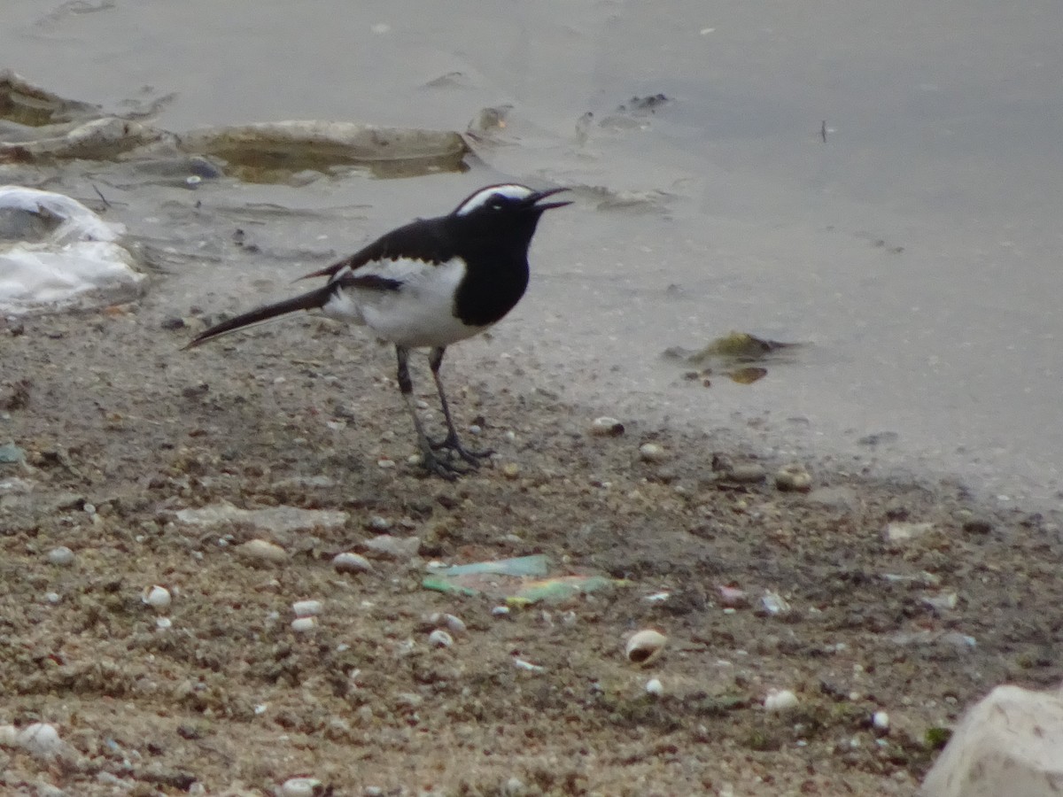 White-browed Wagtail - ML619098642