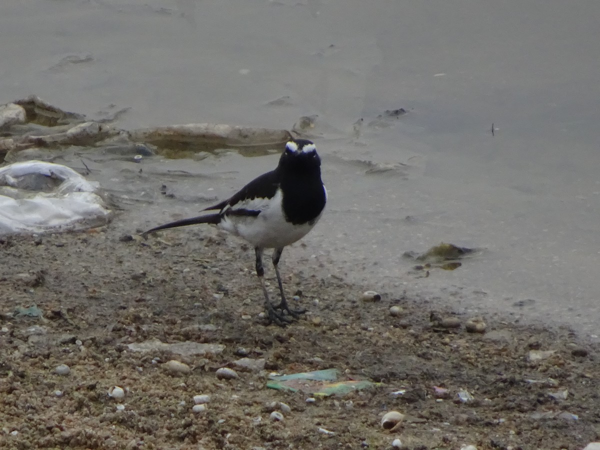 White-browed Wagtail - ML619098655