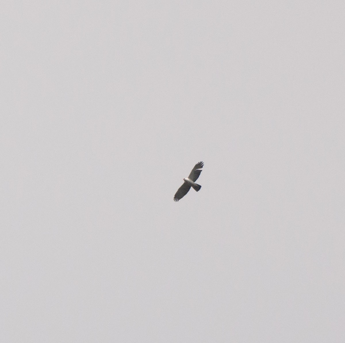Black-and-white Hawk-Eagle - ML619098688