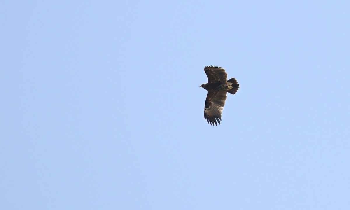 Greater Spotted Eagle - ML619098729