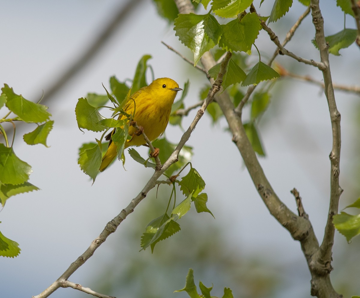 Yellow Warbler - ML619098731
