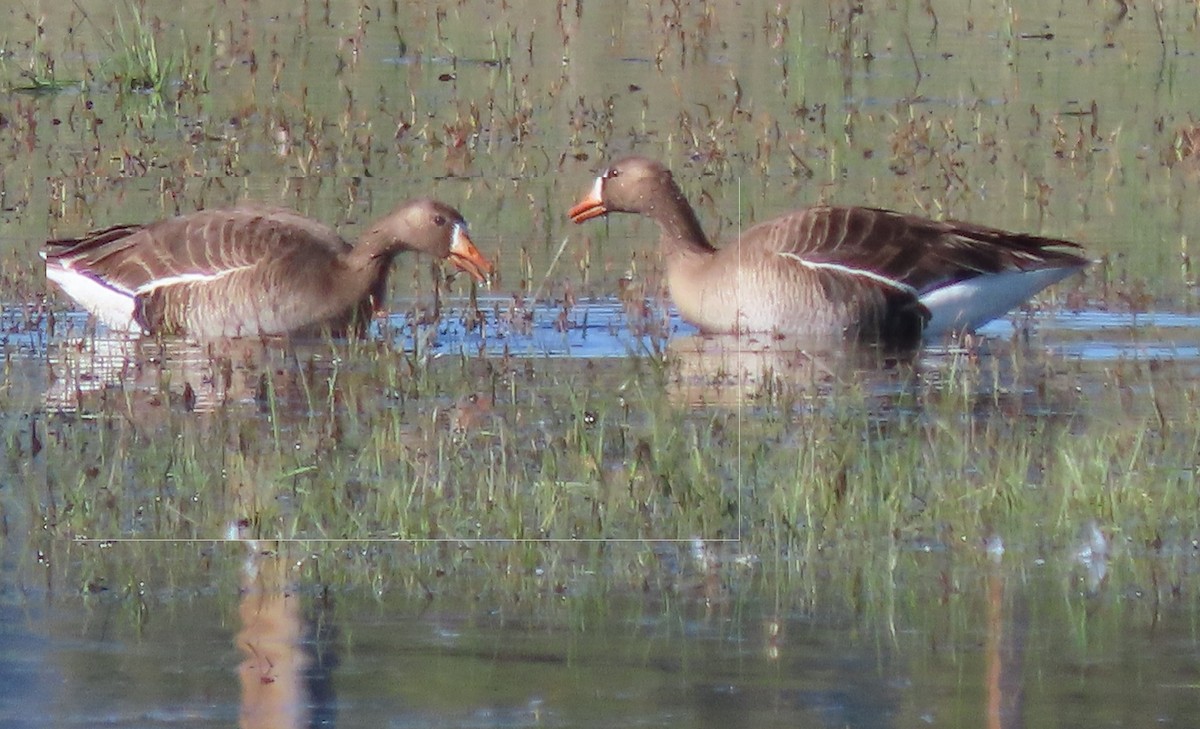 Greater White-fronted Goose - ML619098734