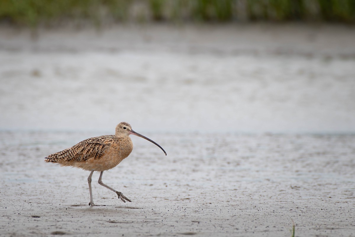 Long-billed Curlew - ML619098812