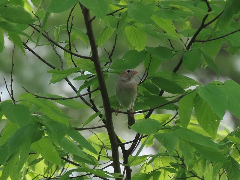 Field Sparrow - ML619098833