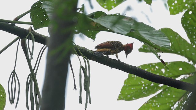 Rufous-headed Woodpecker - ML619098837