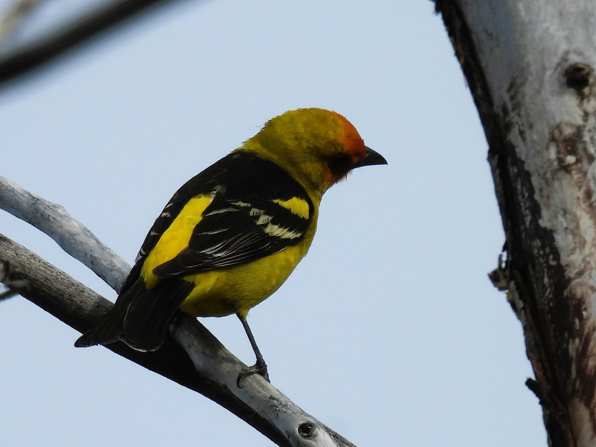 Western Tanager - ML619098840