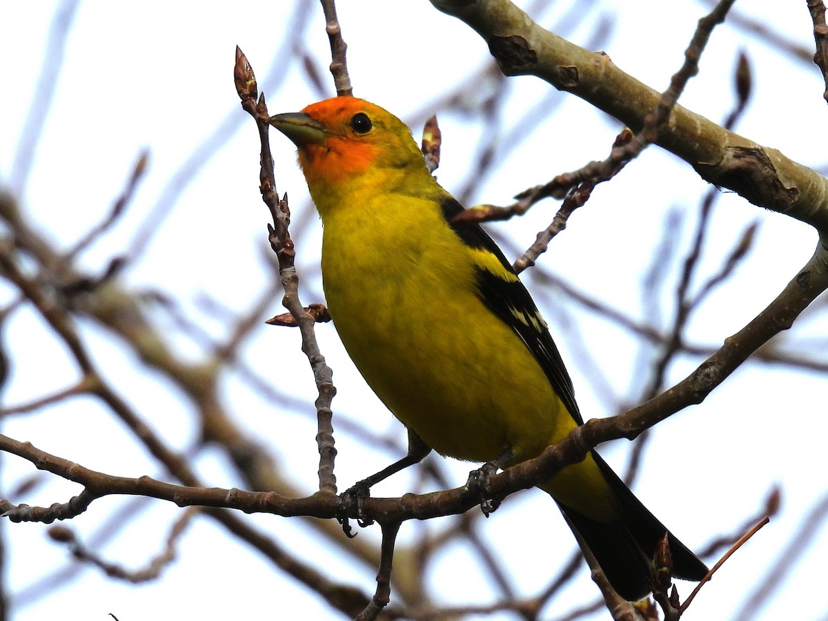 Western Tanager - ML619098841