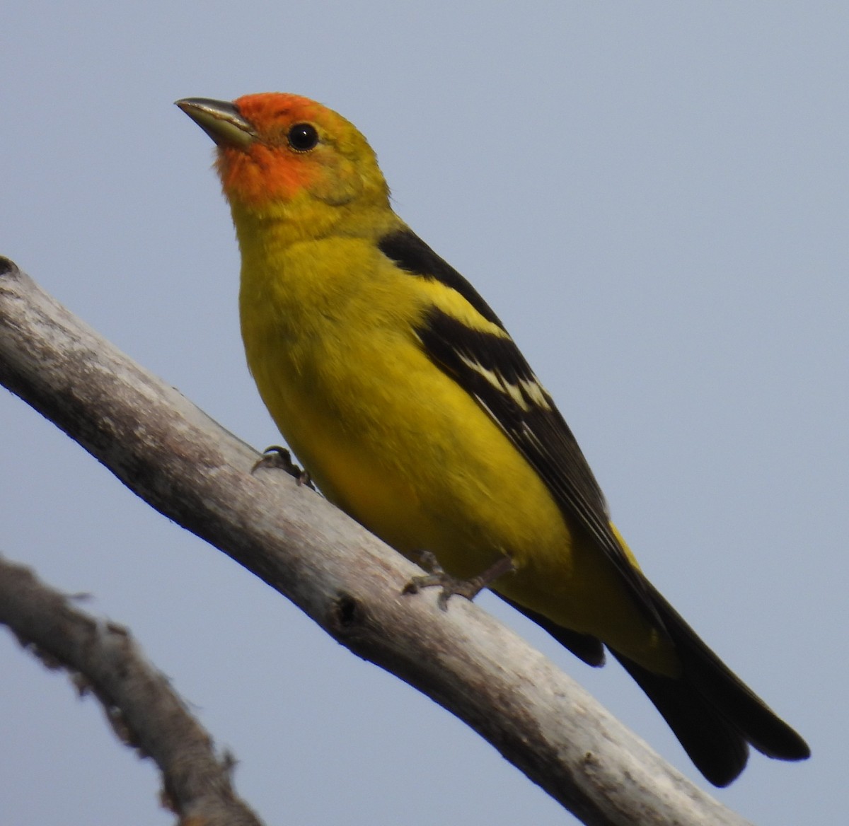Western Tanager - ML619098842