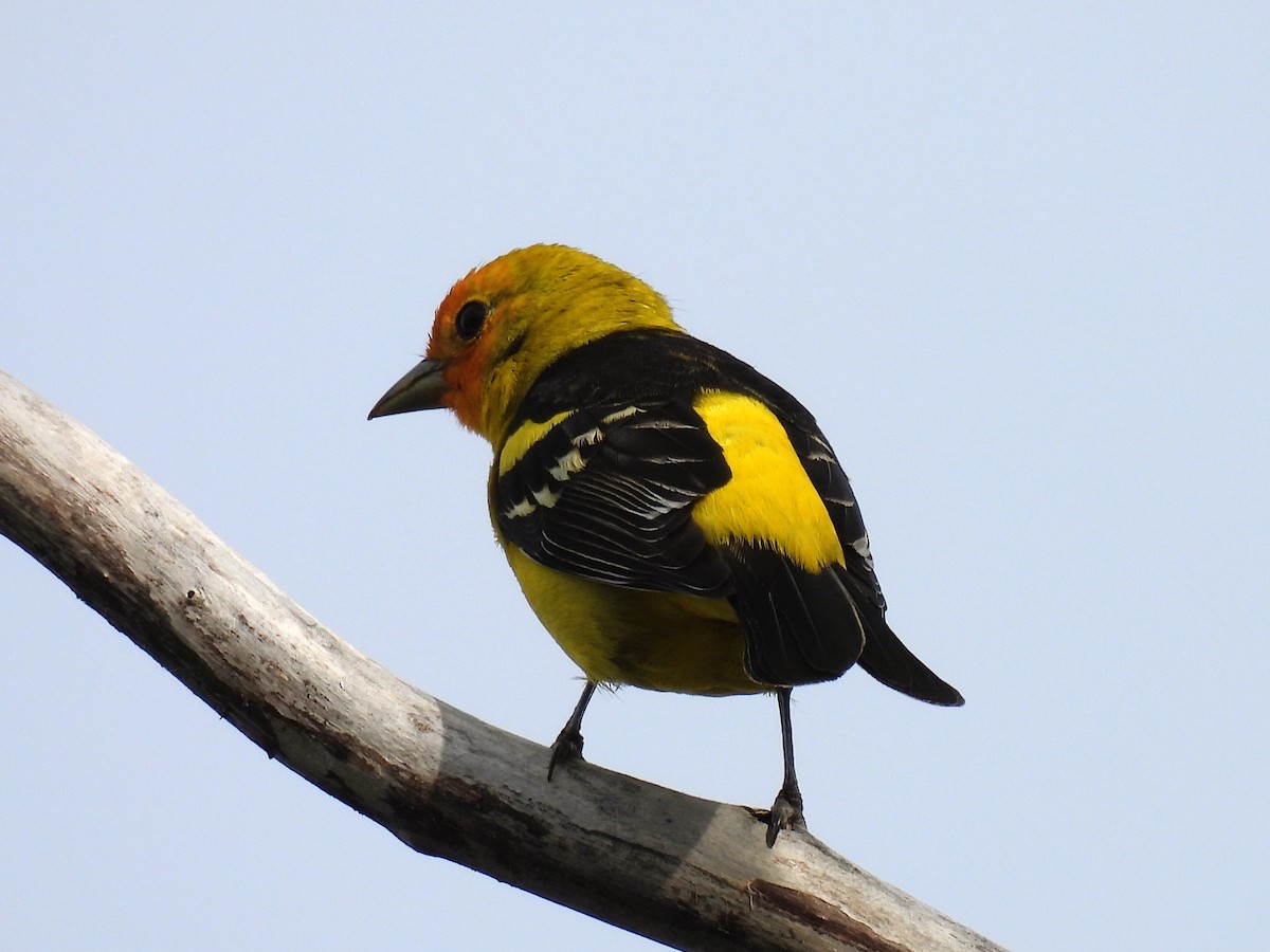 Western Tanager - ML619098844