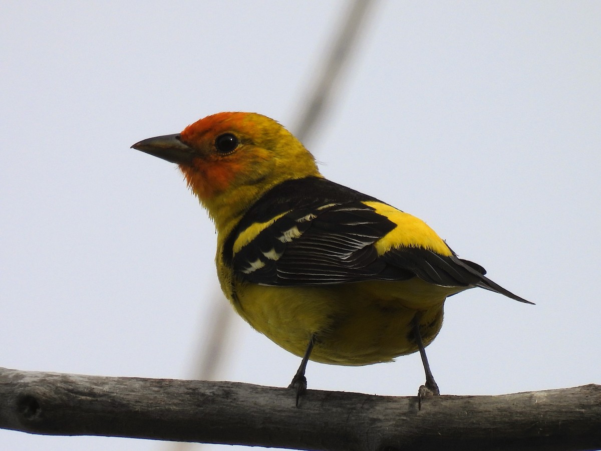 Western Tanager - ML619098845