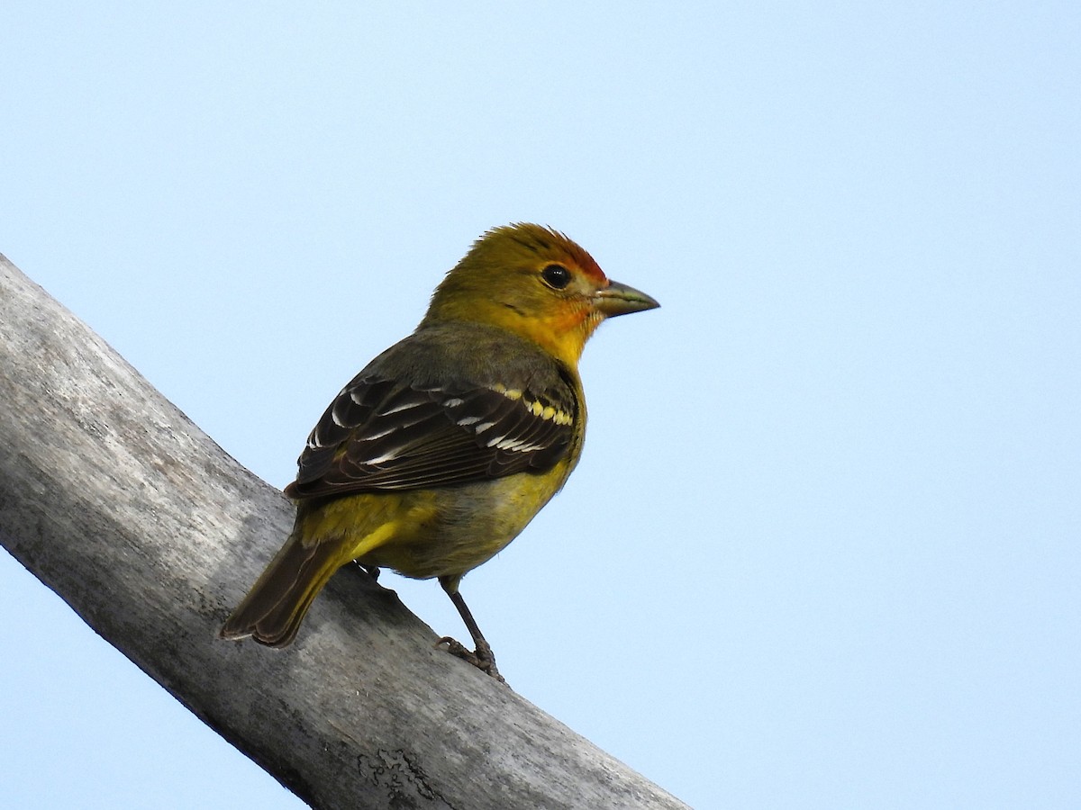 Western Tanager - ML619098846