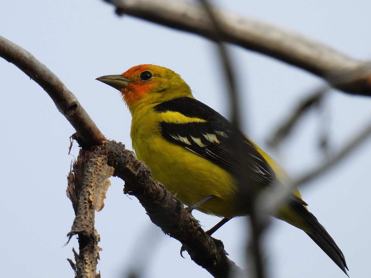 Western Tanager - ML619098847