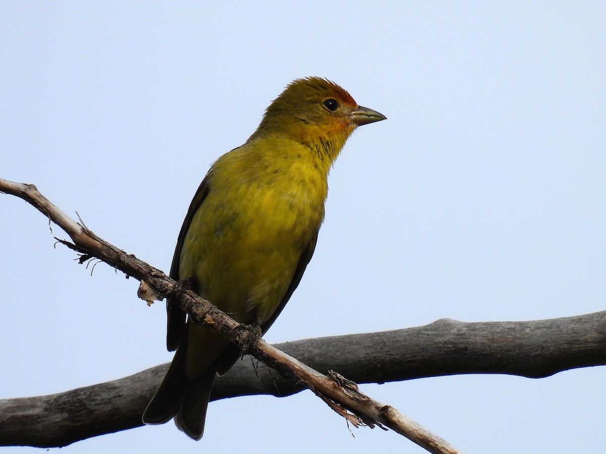 Western Tanager - ML619098848
