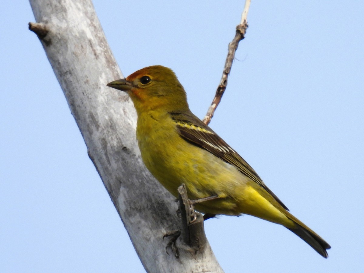 Western Tanager - ML619098849