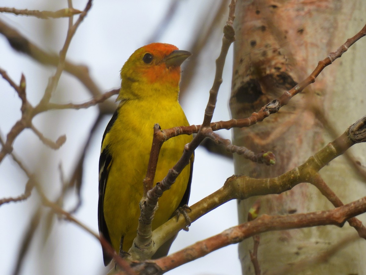 Western Tanager - ML619098850