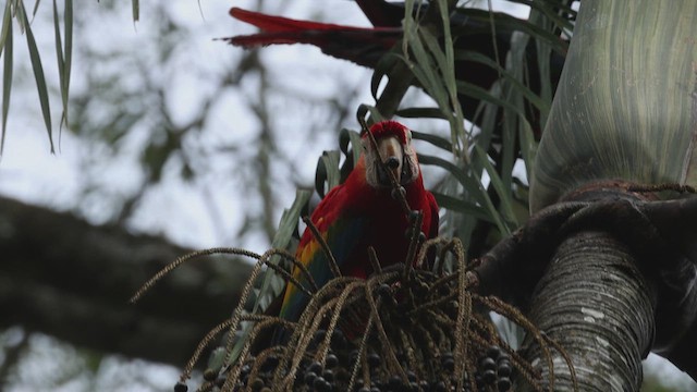 Scarlet Macaw - ML619098890