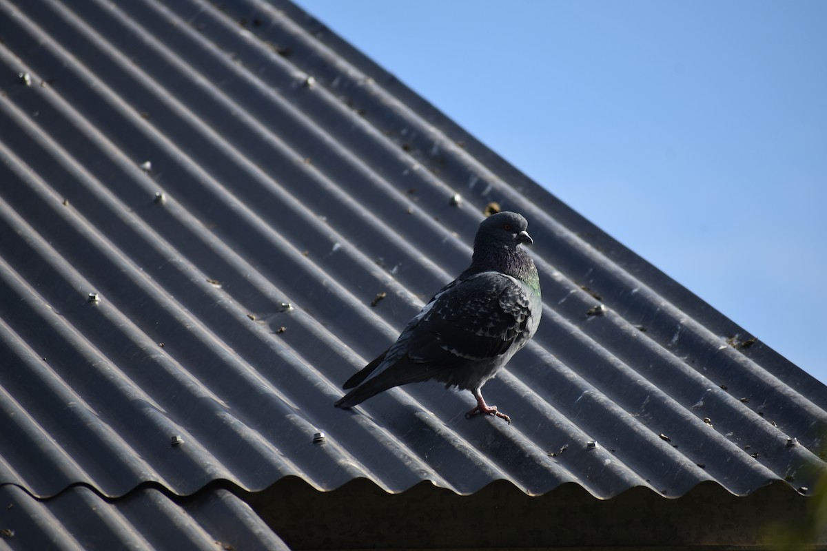 Rock Pigeon (Feral Pigeon) - ML619098894