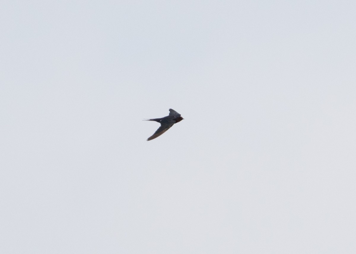 Pacific Swallow - ML619098908