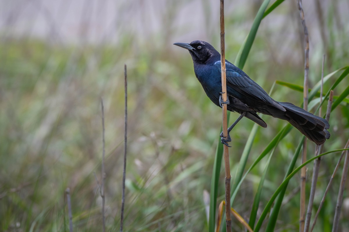 Boat-tailed Grackle - ML619098916