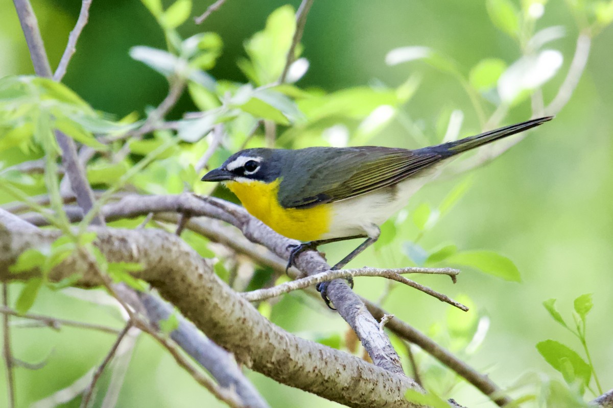 Yellow-breasted Chat - ML619098934