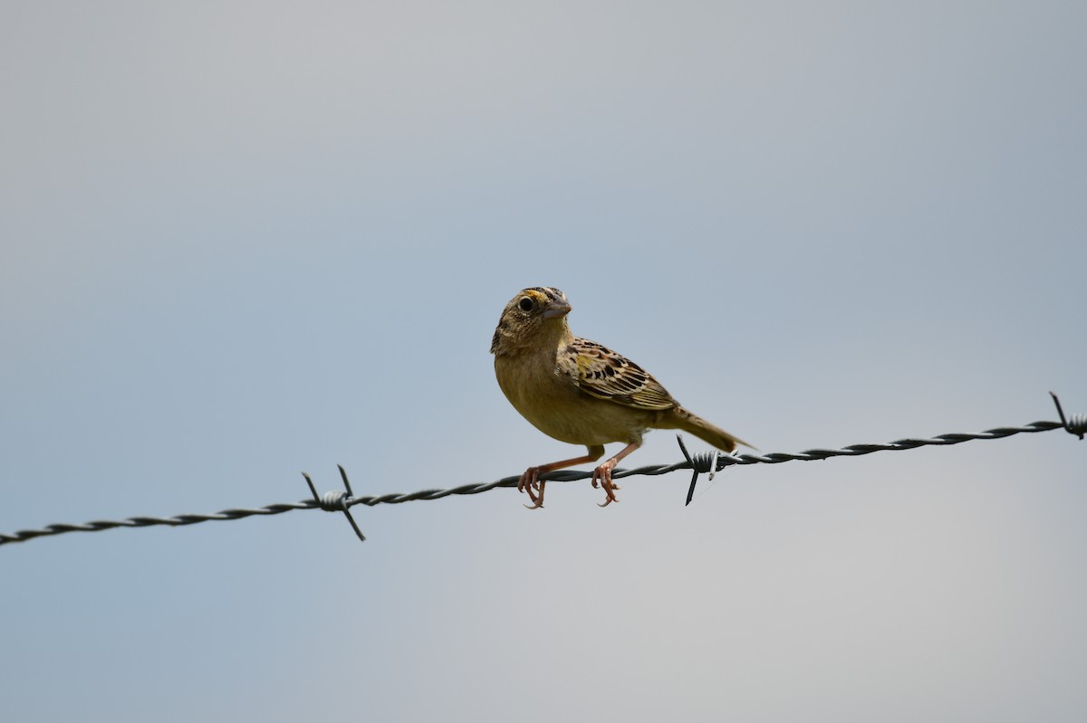 Grasshopper Sparrow - ML619098935