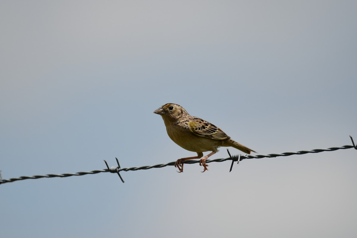 Grasshopper Sparrow - ML619098974
