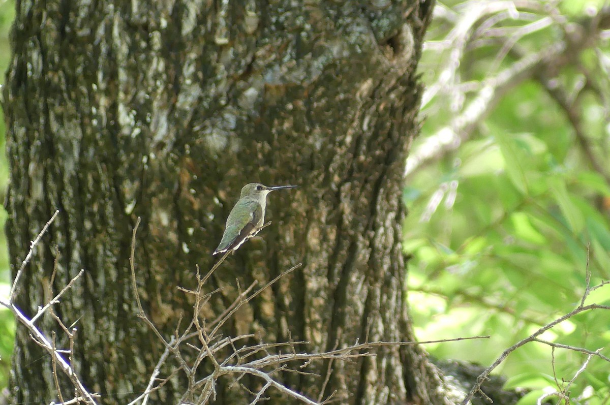 Black-chinned Hummingbird - ML619098998
