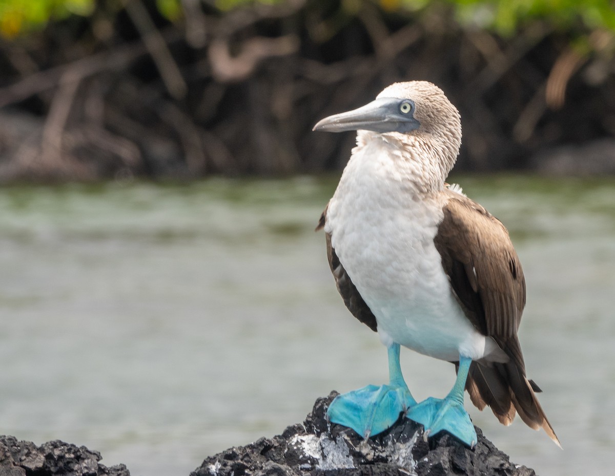 Blue-footed Booby - ML619099044