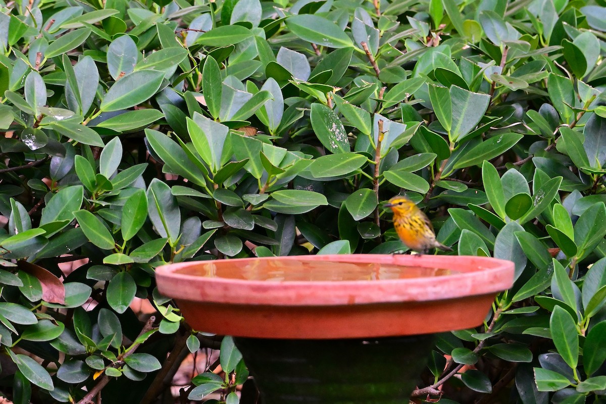 Cape May Warbler - ML619099056