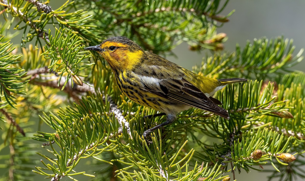 Cape May Warbler - ML619099117