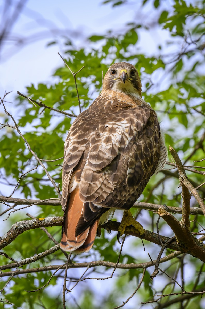 Red-tailed Hawk - ML619099139