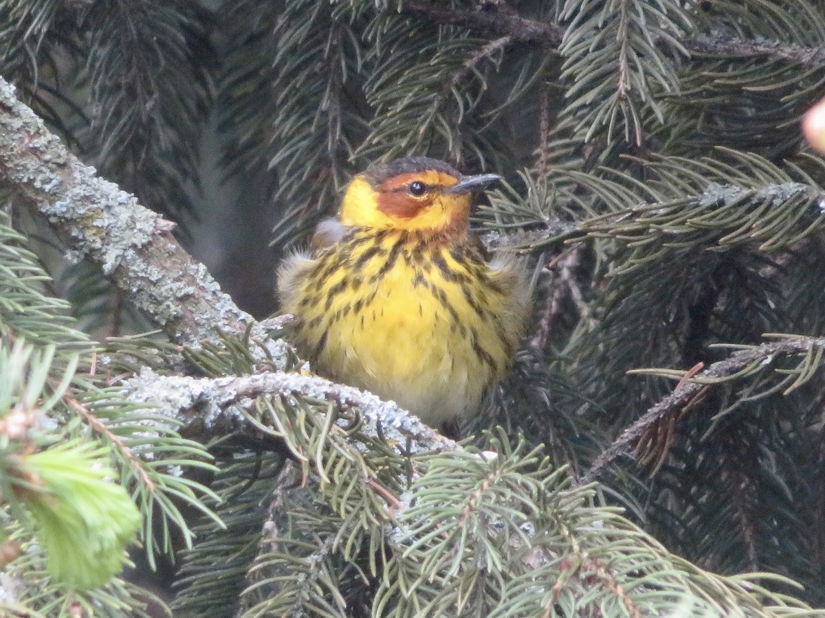 Cape May Warbler - ML619099151