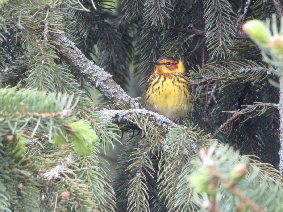 Cape May Warbler - ML619099152