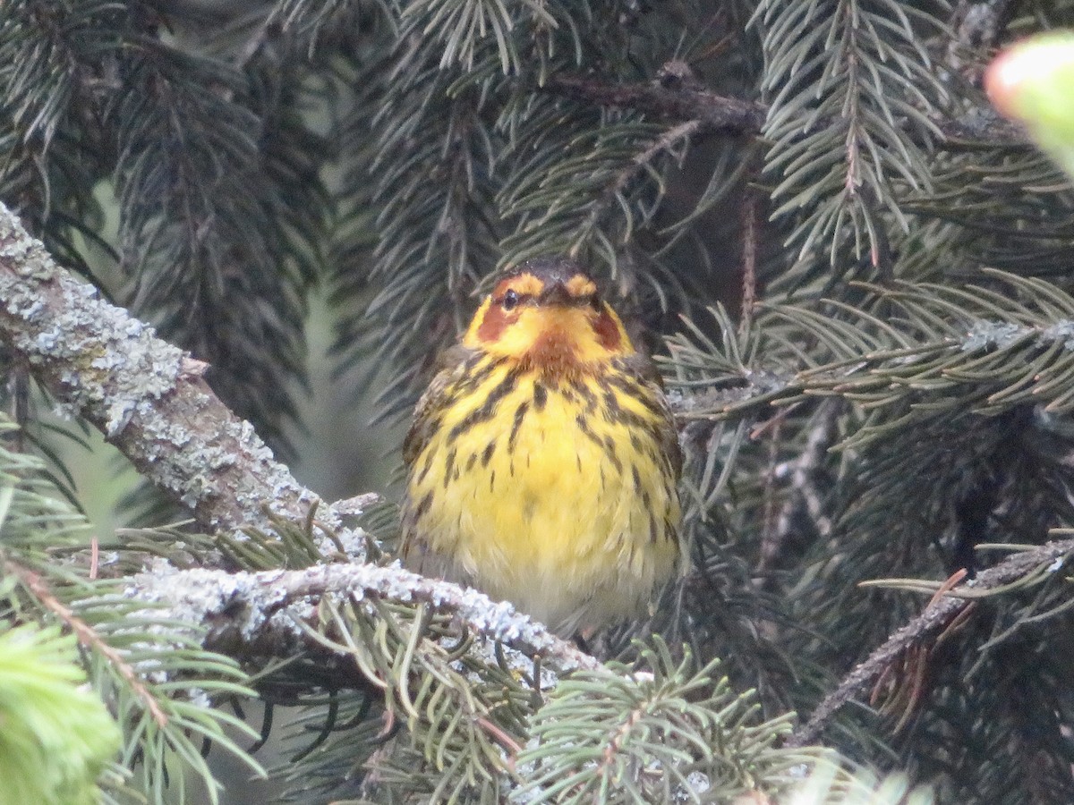 Cape May Warbler - ML619099154